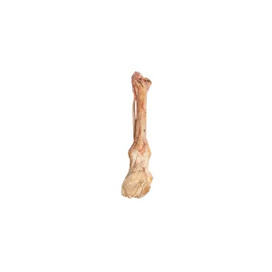 پاچه شتر