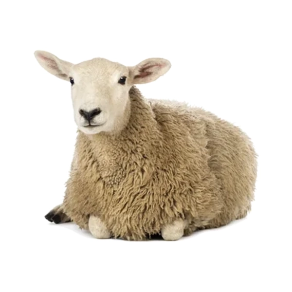 گوسفند زنده گوسفند زنده