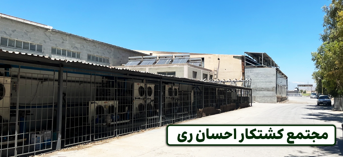 از کشتارگاه احسان ری تا خانه شما؛ راز کیفیت گوشت تازه در پروپیمون